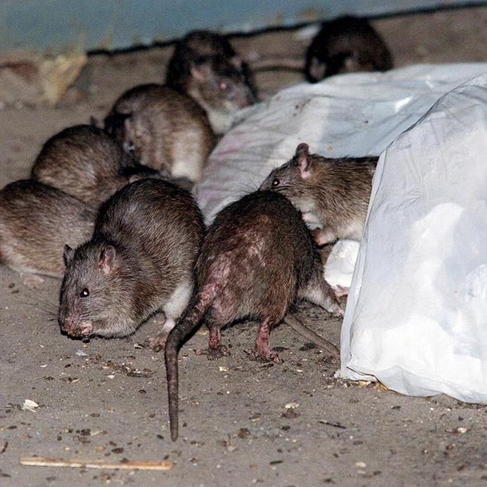 How brown rats crawled off ships and conquered North American cities